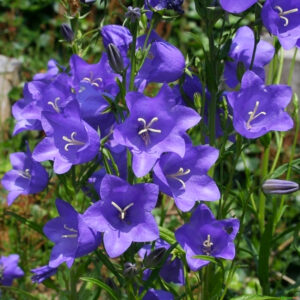 Campanula persicifolia καμπανούλα φυτό λουλούδι