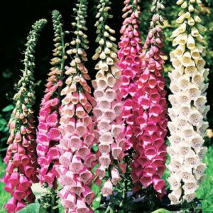 ντιτζιτάλις φυτό digitalis purpurea 