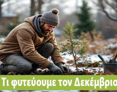 Σκωρίαση τριανταφυλλιάς αντιμετώπιση