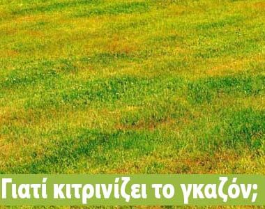 Γιατί ξεραίνεται η ορτανσία και πως το αντιμετωπίζω;