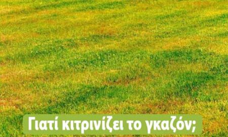 γιατί κιτρινίζει το γκαζόν