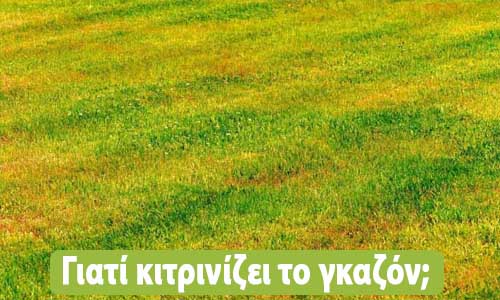 γιατί κιτρινίζει το γκαζόν