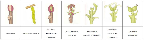 βλαστικά στάδια καρυδιάς