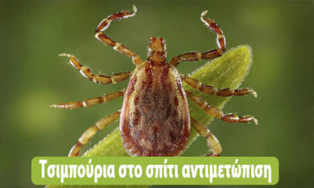 τσιμπούρια στο σπίτι αντιμετώπιση
