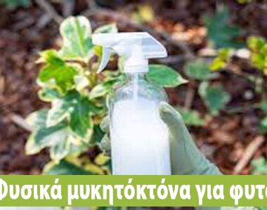 6 φυσικά μυκητοκτόνα για φυτά που πρέπει να γνωρίζεις!