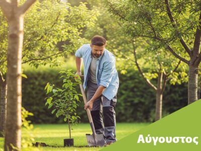 τι δέντρα φυτεύουμε τον αύγουστο