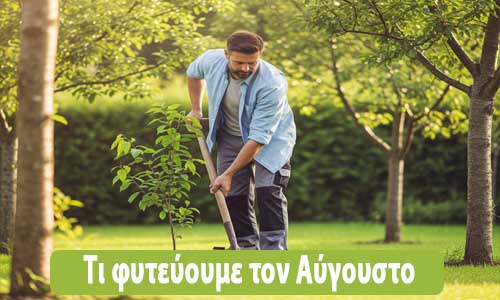 τι φυτεύουμε τον αύγουστο στον κήπο