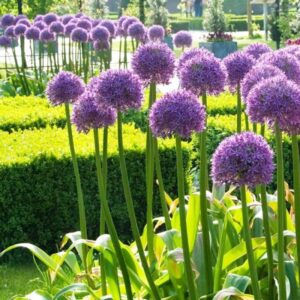 allium-globemaster-βολβός
