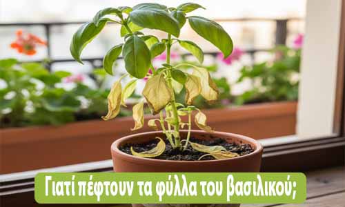 Γιατί πέφτουν τα φύλλα του βασιλικού