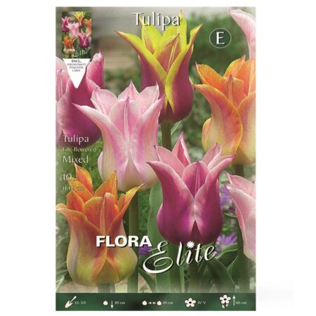 Τουλίπα Lily μίγμα βολβοί