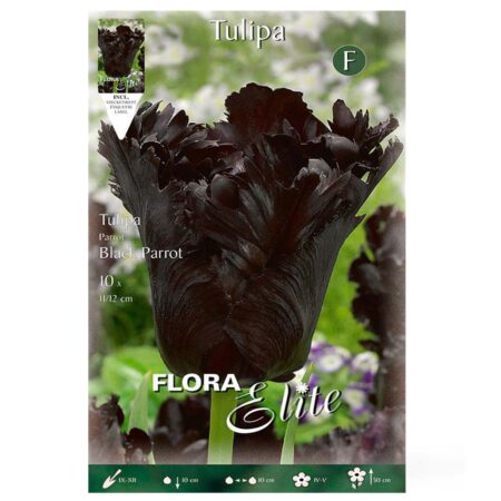 Τουλίπα μαύρη Black Parrot βολβοί