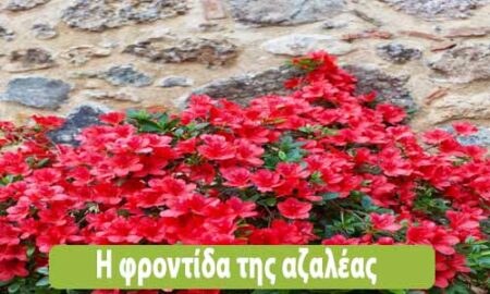 αζαλέα φροντίδα