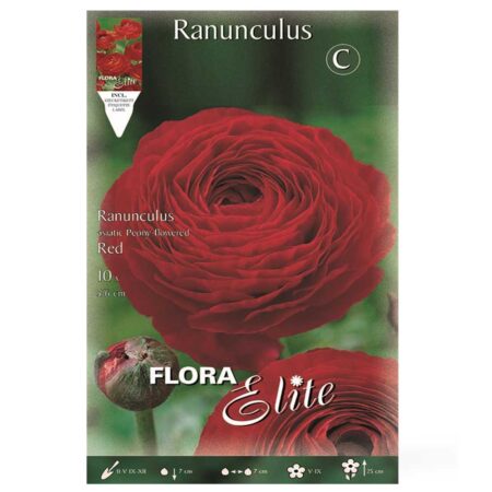 βολβοί Νεραγκούλα Asiatic red