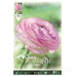 βολβοί Νεραγκούλα Picotee pink
