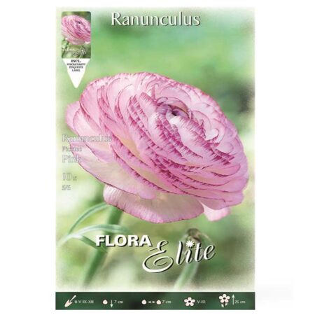 βολβοί Νεραγκούλα Picotee pink
