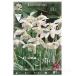 βολβοί γάλανθος Flore pleno