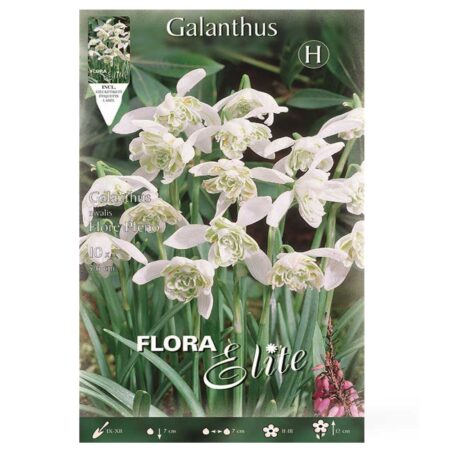 βολβοί γάλανθος Flore pleno