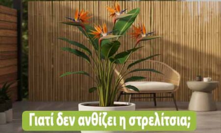 γιατί δεν ανθίζει η στρελίτσια
