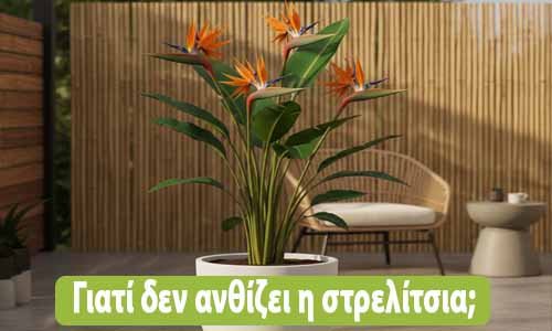 γιατί δεν ανθίζει η στρελίτσια