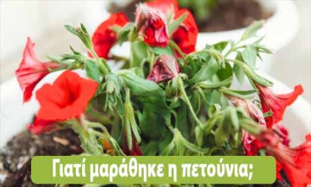 γιατί μαράθηκε η πετούνια