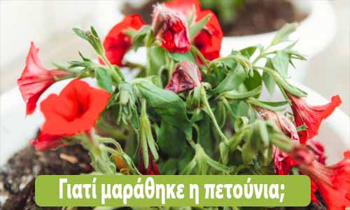 γιατί μαράθηκε η πετούνια