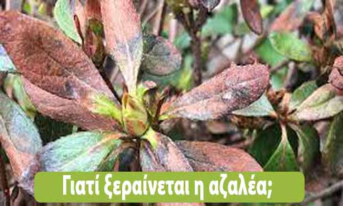 γιατί ξεραίνεται η αζαλέα