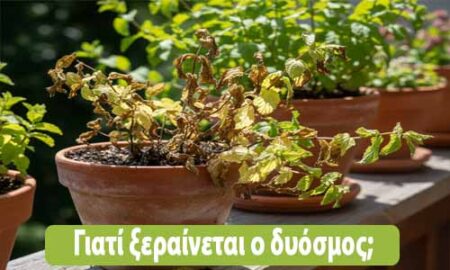γιατί ξεραίνεται ο δυόσμος