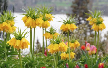 κίτρινη φριτιλάρια lutea βολβός