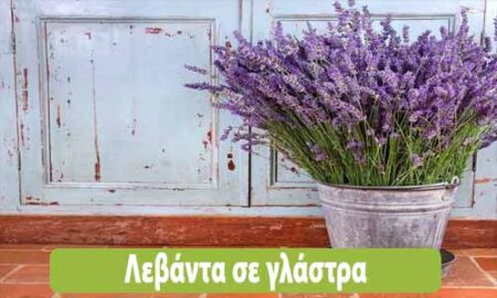 λεβάντα σε γλάστρα φροντίδα