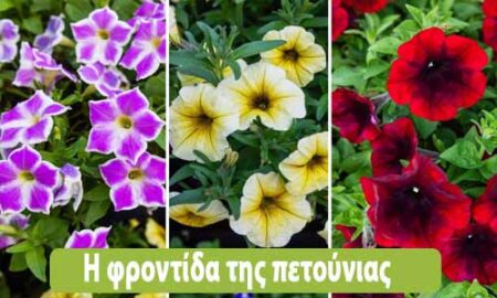 πετούνια φροντίδα