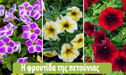 πετούνια φροντίδα
