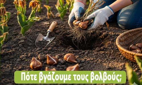 πότε βγάζουμε τους βολβούς λουλουδιών από το χώμα