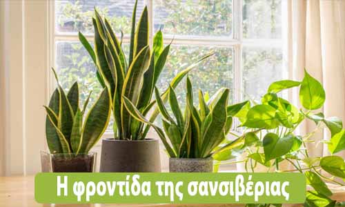 σανσιβέρια φροντίδα