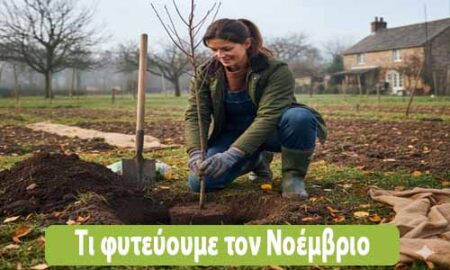 τι φυτεύουμε τον Νοέμβριο στον κήπο