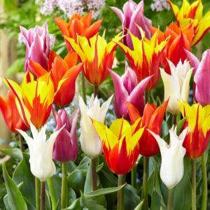 τουλίπα lily μίγμα