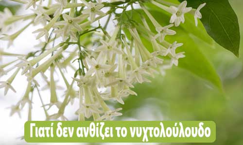 Γιατί δεν ανθίζει το νυχτολούλουδο