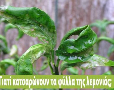 Οδηγίες προληπτικής αντιμετώπισης για την ευτυπίωση και την ίσκα της αμπέλου