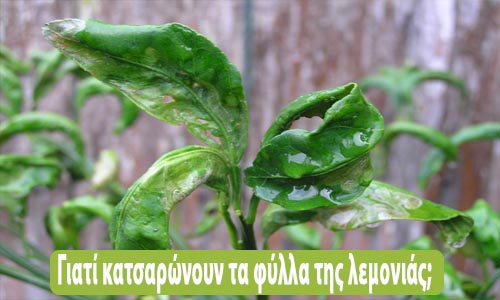 Γιατί κατσαρώνουν τα φύλλα της λεμονιάς