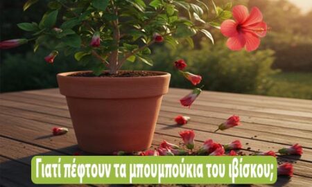 Γιατί πέφτουν τα μπουμπούκια του ιβίσκου