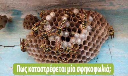 Πως καταστρέφεται μία σφηκοφωλιά