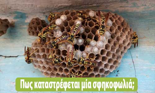 Πως καταστρέφεται μία σφηκοφωλιά