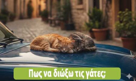 Πως να διώξω τις γάτες από το αυτοκίνητο;