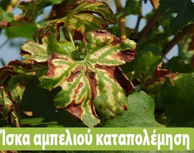 Γιατί κιτρινίζουν τα φύλλα της γαρδένιας μου ;