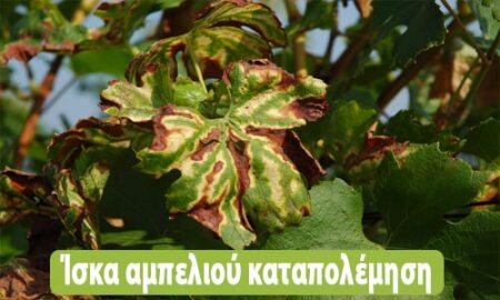 ίσκα αμπέλου καταπολέμηση