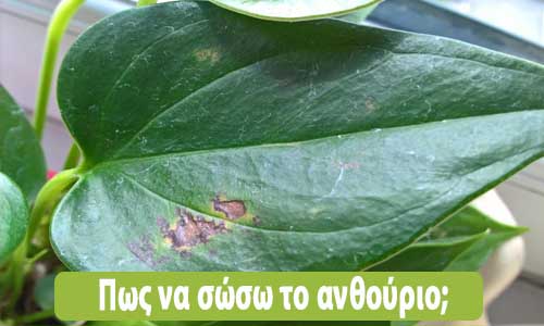 ανθούριο καφέ κηλίδες στα φύλλα