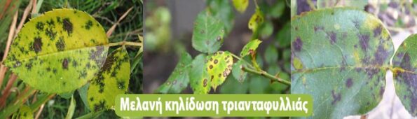 αρρωστιες τριανταφυλλιας και αντιμετωπιση
