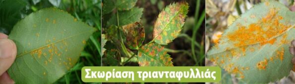 ασθένειες τριανταφυλλιάς αντιμετώπιση
