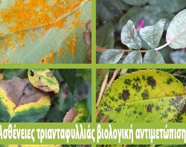 Οδηγίες προληπτικής αντιμετώπισης για την ευτυπίωση και την ίσκα της αμπέλου