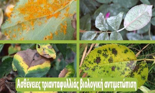 ασθένειες τριανταφυλλιάς βιολογική αντιμετώπιση
