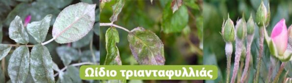 ασθένειες τριανταφυλλιάς εικόνες